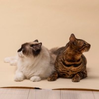 猫の多頭飼いで避けるべき『仲の取り持ち方』3選　逆効果になりうる理由や正しい接し方も解説