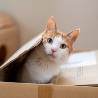 猫が『ダンボール』を好む理由4選　入りたがる心理やおすすめの活用法もご紹介