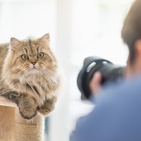 猫の撮影を『プロのカメラマン』に依頼するには？事前に知っておきたい4つの知識をご紹介