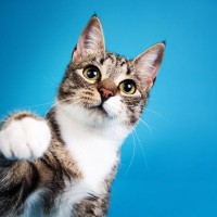 猫が『猫パンチ』をするときの理由3つ　怒っているとは限らない？気持ちの見分け方と対処法も