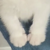 家に迎えて『3日目の子猫』→様子を見にいってみたら…何でもしてあげたくなる『愛おしい瞬間』が82万再生「あかん可愛すぎる」「あざとい」