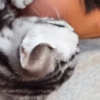 寝転がるお兄ちゃんに『子猫』が……止まらない『愛情表現』に笑ってしまうと13万再生「よっぽど好きなんだねｗ」「ニヤけてしまったｗ」