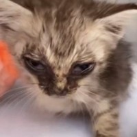 意識もなく『瀕死だった子猫』を保護してお世話した結果…『見違える変化』に涙が止まらないと134万再生「目頭が熱くなった」「すごく綺麗」