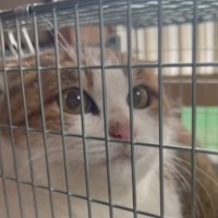 毎日庭にやってくる野良猫を保護→1匹の先住猫を好きになって…心温まる『素敵な物語』が102万再生「なんて優しいお話」「本当に感動した」