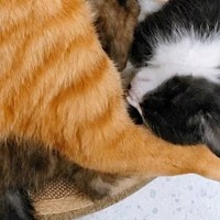 寝る場所は他にもあるのに…ベッドに集まった『パパ猫と子猫たち』の様子が可愛すぎると反響「ぎゅうぎゅう詰めｗ」「テトリスかな」