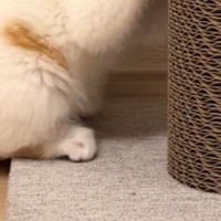 一生懸命『爪とぎをする子猫』を見ていると…『まさかの行動』に悶絶の声続出「すごいでちょ！」「自分の可愛さをわかってるな」と14万再生