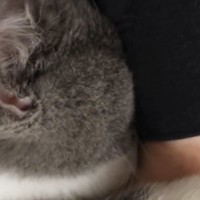 普段はそっけない態度の猫が全力でパパに甘え始めた結果…抱きしめたくなる『赤ちゃんすぎる光景』が61万再生「変わってほしい」「やばい」