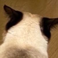 お兄ちゃん猫のことが大好きな妹猫→愛が重すぎた結果…『とんでもない状況』に２万いいね「お兄ちゃん大変ｗ」「潰れちゃったｗ」と爆笑の声
