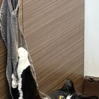 『あ、やべ』キッチンのタオルでイタズラしていた猫→見つかった瞬間の『表情』が可愛すぎると３万いいね「アニメ顔すぎ」「現行犯で逮捕」