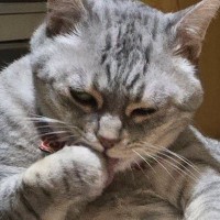 『猫とは思えない体勢』でくつろぐ猫→さらに背後を見ると…まさかの光景に笑ってしまうと反響「おっさんか何か入ってる？」「後ろの方がｗ」