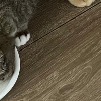 一緒にごはんを食べていた２匹の猫→体が重なっていて……思わず二度見する光景に２万いいね「食べづらそうｗ」「クロス飯」と反響