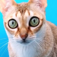 小型の撮影スタジオを設置したら、猫が入ってきて…可愛すぎる行動に笑ってしまうと32万表示「ネコホイホイｗ」「わたしが一番でしょう？」