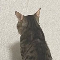 白い壁をじっと見つめて『動かない猫』→まさかの理由に笑ってしまうとSNSで反響「背中で語ってる…」「ほんっとにカワユイｗ」と14万表示