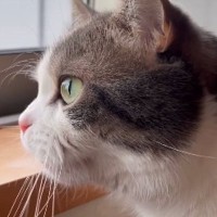 窓の外を眺める猫→帰ってきた『大好きなお姉ちゃん』に気づくと…尊すぎる『予想外の鳴き声』が245万再生「おかえりかなｗ」「たまらん」