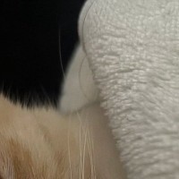 ふと布団を見たら、猫が寝ていて…思わず二度見する『人間みたいな光景』に６万いいね「自然すぎて笑う」「顔出してるのがいいね」と話題