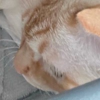 『愛と捉えて良い？』眠っていると、そばにやってきた猫→飼い主動揺の『ポジショニング』に１万いいね「間違いなく愛」「本当に羨ましい」