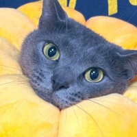 爪切りをしてもらう猫→解放されると、座椅子の前で…感情むき出しの圧がすごすぎる瞬間に「気合い入りまくりｗ」「次はお前の番」と１万いいね
