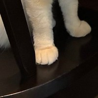 『ほぼ座れない喫茶店』→席を見てみると……ほっこりする光景に「お客さんよく分かってるｗ」「顔に笑っちゃった」と8万8000いいね