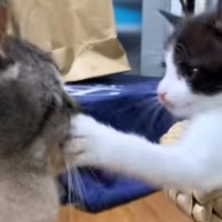 子猫から全力の『顔面パンチ』をもらった先住猫→飼い主のほうを向いて…笑ってしまうやり取りが36万再生「顔が訴えてるｗ」「かわいいｗ」