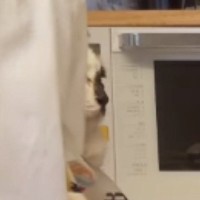 夕飯の支度中、猫を『ショッピングバッグ』に入れてみたら…あまりにも『赤ちゃんすぎる光景』が41万再生「安心しきってるｗ」「幸せだねぇ」
