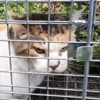 『罠にかかった猫』を発見→近づいてみたら…人間の言葉にしか聞こえない『衝撃の鳴き声』が602万再生「くがはっきり聞こえる」「想像以上」