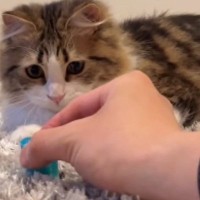 おもちゃを見つめる猫→おもちゃが後方に勢いよく飛んで行くと、見失ってしまい…『微笑ましいリアクション』に「超可愛いｗ」の声