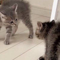 喧嘩をしていた『2匹のパヤパヤ子猫』→もう1匹の子猫が現れた結果…まさかの『理不尽すぎる展開』が46万再生「とんだトバッチリｗ」