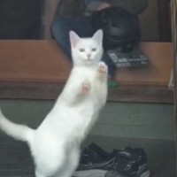 猫が庭にいる『大好きな飼い主』を見つけた次の瞬間→どうしても近くに行きたくて…まさかの行動に「顔がムニってｗ」「忍者みたい」と18万再生