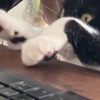 集中してPC作業をしているところに『甘えたい猫』がやってきた結果…『攻防戦の様子』に爆笑の声「一番大事なときにｗ」「かまってニャン全開」