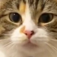 仕事に行こうとしたら、『ジーっと見つめてきた猫』→次の瞬間…思わず休みたくなる光景が70万再生「休むしかないｗ」「構ってほしいのかな」