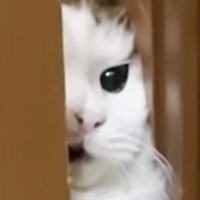 お父さんのもとに行きたい猫→少ししか開いていない『ドアの隙間』から……一生懸命な様子に「シャイニングで草」「おててが可愛すぎる」と反響