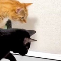2匹の猫が『警戒していたもの』とは……『まさかの光景』に笑ってしまうと８万いいね「何に見えてるんだろｗ」「びっくりしてるの可愛いｗ」