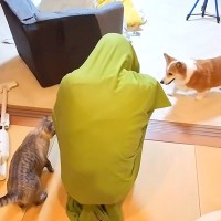 中学生の女の子が、全身にクッションカバーをかぶった結果→見ていた犬と猫が…『ドン引きする光景』に反響「不安そう」「笑いが止まらない」