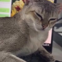 PC作業中、猫がキーボードの上に乗ってきた結果…あまりにも『仕事にならない光景』に爆笑の声「可愛いから許しちゃうよね」「あららｗ」