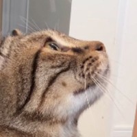 『かまってほしい猫』→飼い主の横に座ると…人間味あふれすぎる『アピールの様子』に「ねぇって言ってるｗ」「かわよいｗ」と癒される人が続出