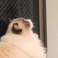 DIYで『キャットウォーク』を作った結果…高いクオリティと『猫の反応』に反響「DIYの域を超えてる」「めちゃめちゃ素敵」と絶賛の声