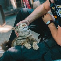 市民の安全を守るのは「猫警察官」ニャン！　米国各地で活躍中の猫ちゃんたち