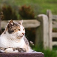 「長年の活躍、本当にご苦労さまでした！」　引退した「名物猫」へ賞賛の声が寄せられる　英国