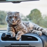 車内でもバイクでも、魅力をふりまいてお客さんを魅了　「タクシー猫」が大人気に　タイ
