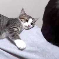 お絵かきをしている男の子→子猫が背中の上に乗ってきて…悶絶級に『愛おしい光景』が43万再生「無邪気すぎて可愛い」「自然と口角が上がる」