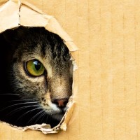 猫が飼い主に『見られたくない』と感じている瞬間4選　配慮してあげたい理由から適切な接し方まで