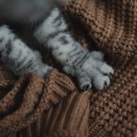 猫が前足で『ふみふみ』しているときの理由3選　安心している証？する子としない子の違いも