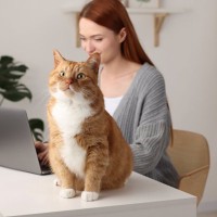 猫の『座っている場所』で気持ちがわかる？5つの位置で異なる意味や接し方のポイントを解説
