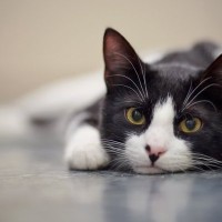 猫は人を『見た目』で判別できるの？3つの認識方法から混乱させないためのポイントまで