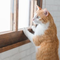 猫が独特な声で鳴く『クラッキング』をする心理3つ　不思議な行動の意味や起こりやすいシーンまで
