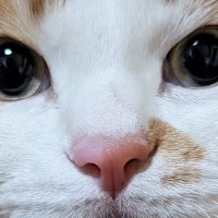 まん丸おめめの『可愛らしい顔をした猫』→リラックス中に撮影したら…驚きの『変貌ぶり』に「何かの間違いでしょｗ」「寝起きｗ」と爆笑の声