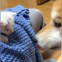 『捨てられていた赤ちゃん猫』を連れて帰った結果…家にいた柴犬が見せた『まさかの行動』が107万再生「頼もしい母親」「優しい世界」