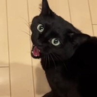 パパのもとにやってきた黒猫→怒っているかと思いきや…とんでもなく尊い『甘え方』が363万再生「スーパーツンデレｗ」「本当に愛らしい」