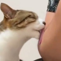 猫にいつも『毛づくろいされるパパ』→毛並みよくなるの？と聞いたら…ほっこりする投稿に２万いいね「地味に痛いらしいよね」「うらやましい」