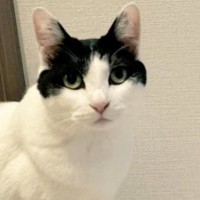 『私の作品です』自慢げにカメラを見つめる猫→『後ろの壁』を見ると……笑ってしまう光景に「ニャンクシー」「芸術家発見ｗ」と話題